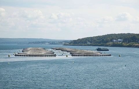 Nova Scotia invites residents to share their opinion on the province’s aquaculture regulations