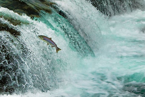 British Columbia farmers alert about wrong data issued by anti-salmon farming campaigners