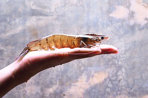 Close up of healthy live Vannamei broodstock shrimp on a hand.