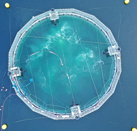 Cermaq Canada semi-closed containment system. Photo: Cermaq.