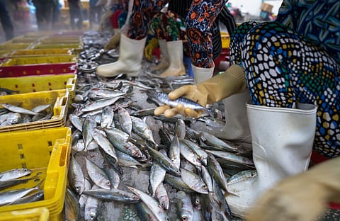 Caught fishes sorting to baskets by Vietnamese women workers in Tac Cau fishing port, Me Kong delta province of Kien Giang, south of Vietnam
