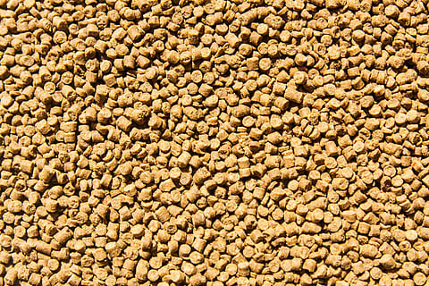 BioMar validates String Bio animal nutrition product in salmon feed