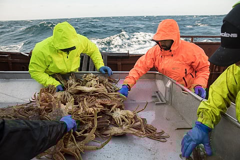Crabbers at work in snow crab fishing in the F/V Arctic Lady. Photo: Corey Arnold / Alaska Bering Sea Crabbers.