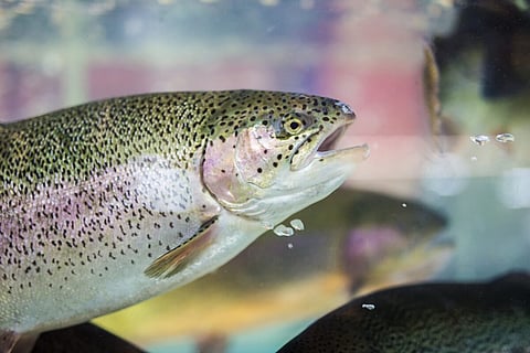Close-up of a steelhead trout. Photo: Adobe Stock.