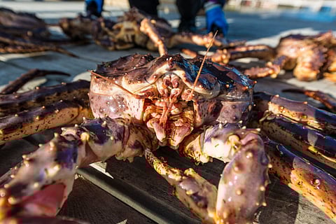 King crab caught in Norwegian waters. Photo: Adobe Stock.