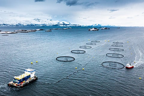 LetSea, which participates in the project together with Aker BioMarine and Nofima, has farmed salmon in trials. Photo: LetSea.
