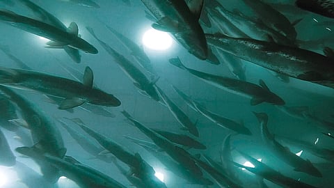 AquaBounty salmon swimming in a grow-out tank.