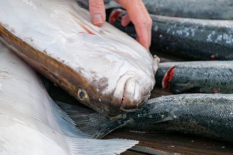 Halibut catch of the day in Homer Alaska
