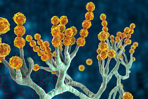 Microscopic fungi Scopulariopsis brevicaulis, 3D illustration. Fungus that infects nails, causes subcutaneous and invasive infections, endocarditis, sinusitis, disseminated infection
