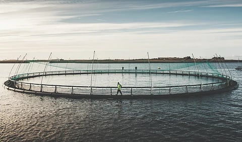 Grieg Seafood estimates limited growth in 2023