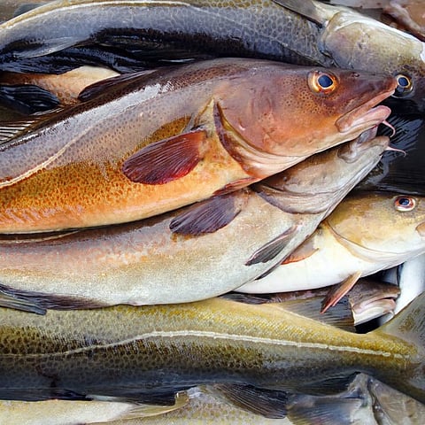 A 63% increase in the fishing quota for North Sea cod