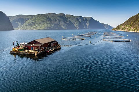 Six of Norway's biggest salmon firms may have violated EU anti-trust rules