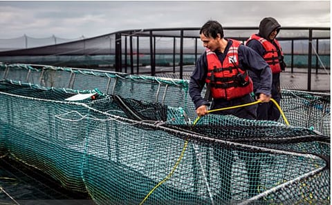 Credit by: Salmones Camanchaca