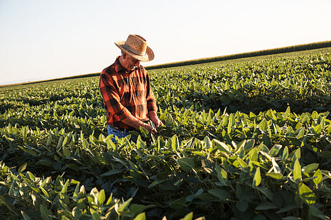 Soy farmer in a crop field. Photo: BioMar.