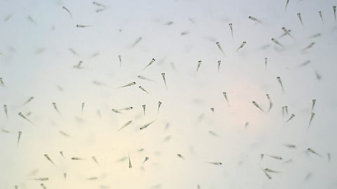 CFEED receives investment from Kaltroco