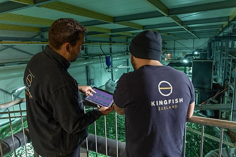 The Kingfish Company nears break-even after starting the year with record sales volume