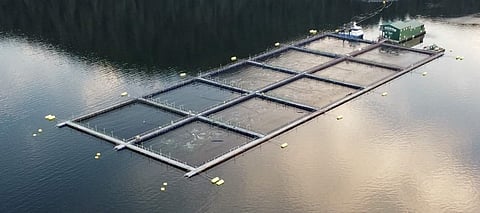 BC Salmon Farm located in Discovery Islands region prior to farms being removed. Photo: BC Salmon Farmers Association (BCSFA).
