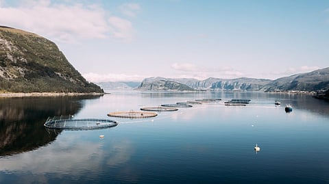 Mowi is among the many salmon aquaculture companies to be affected by the proposed tax. Photo: Mowi.