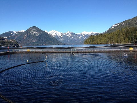 Mowi Canada West salmon farm in the Discovery Islands, British Columbia, Canada. Photo: Mowi Canada West.