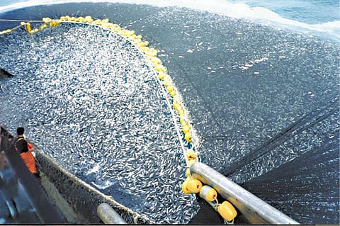 Jack mackerel fisheries in Chile. Photo: NOAA Fisheries