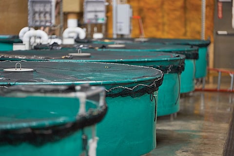 Nursery tanks at AquaBounty farm in Albany, Indiana, the U.S.