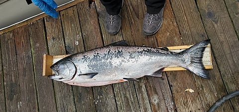 Salmon. Photo by: California Department of Fish and Wildlife.