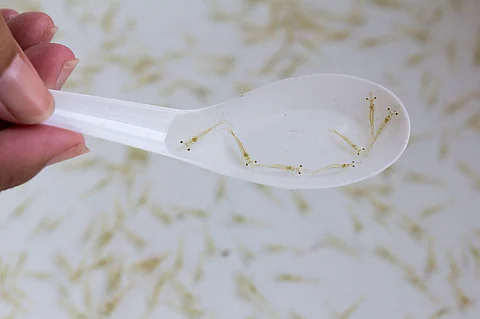 Close post larvae shrimp. Photo by: Adobe Stock.