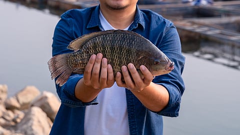 Victory Farms produces tilapia in Kenya and Rwanda, and hopes to expand into new locations in East Africa. Photo: Adobe Stock.