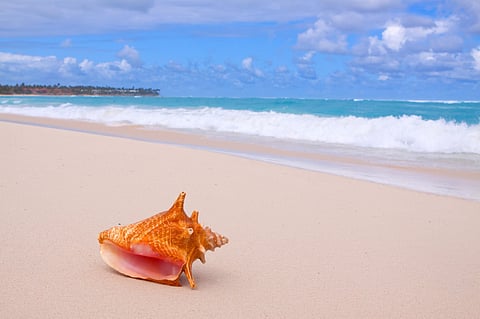 A queen conch shell on a Bahamas beach. Photo: Adobe Stock.