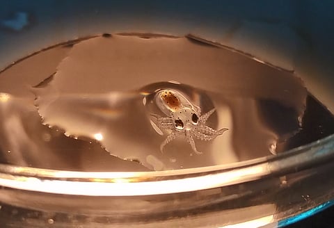 Octopus aquaculture. Photo by: Nueva Pescanova.