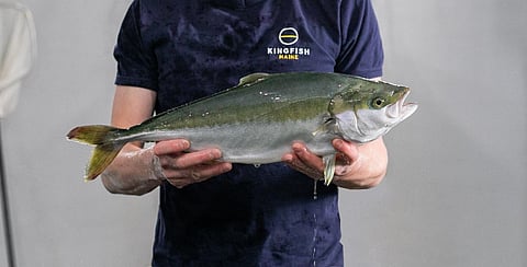 Kingfish Maine celebrates its first harvest of yellowtail. Photo: Kingfish Maine.