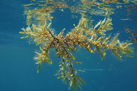 The macroalga Sargassum natans belongs to the genus of the so-called gulfweed (Sargassum). Photo: Franziska Elmer / Alfred Wegener Institute (AWI).