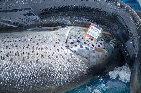 Scottish farmed Atlantic salmon. Photo: Adobe Stock.