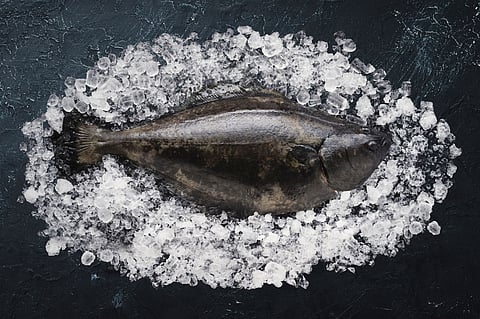 Halibut. Photo by: Nordic Halibut.