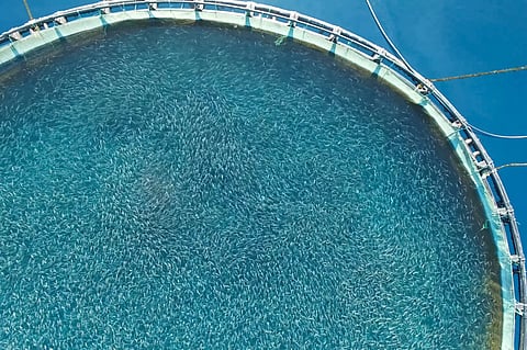 Aquaculture is one of the best current investments