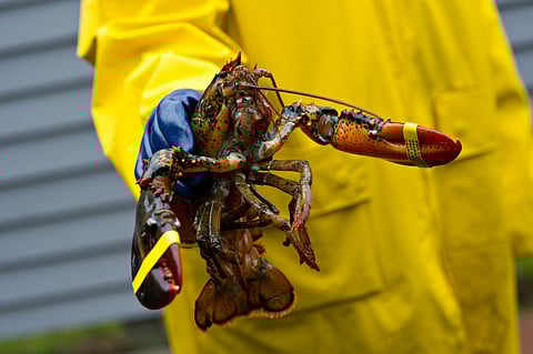 A freshly caught Maine lobster. Photo by: Adobe Stock.