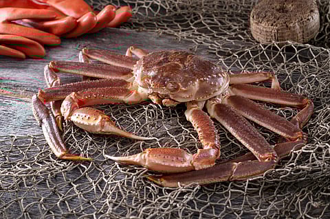 Live Snow Crab. Photo by: Adobe Stock.