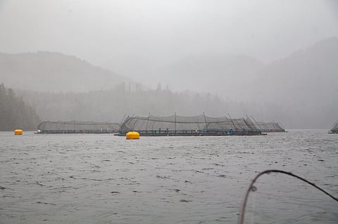 Open net-cage salmon farms close to Winter Harbour, BC. Photo by: Adobe Stock.