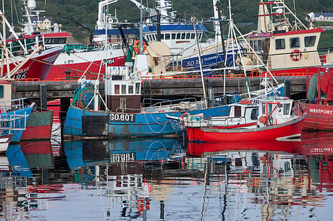 Irish investment to “bring home” pelagic processing to Donegal