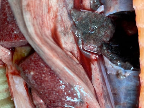 Typical changes in fish with BKD. Spleen permeated with small white nodules, swollen kidney. Photo by: Norwegian Food Safety Authority.