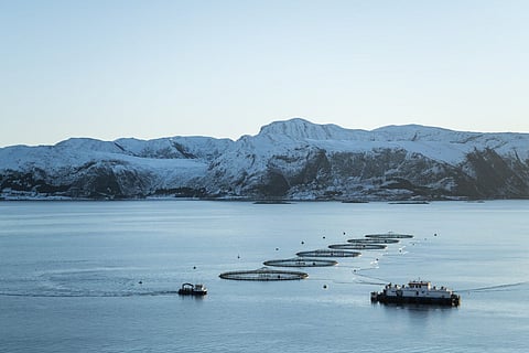 Beitveitnes. Photo by: Mowi.