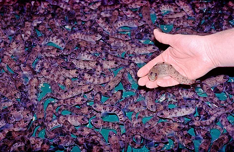 Flekksteinbityngel av 99-årsklassen hos Troms Steinbit november 1999, ca. 30 gram. Foto: Lars Olav Sparboe.
