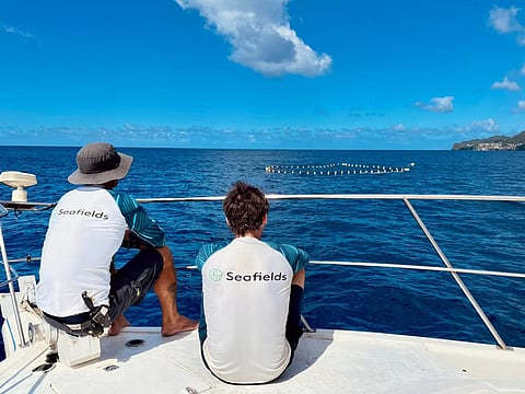 Seafields intends to create the world's largest open ocean seaweed farm. Photo: Seafields.