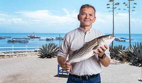 Per-Roar Gjerde, CEO of Pacific Aquaculture, pictured holding a striped bass. Photo: Pacifico Aquaculture.