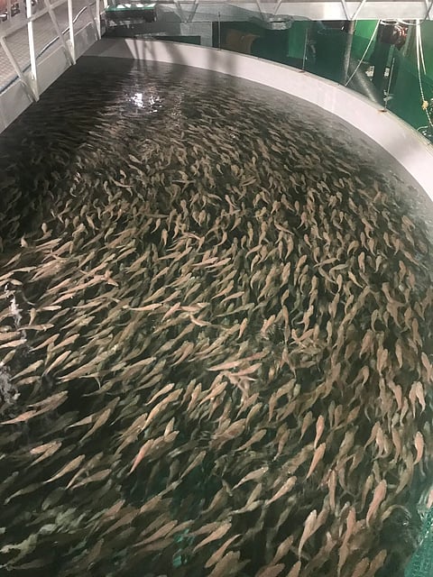 Norcod facilities. Photo by: Norcod AS.