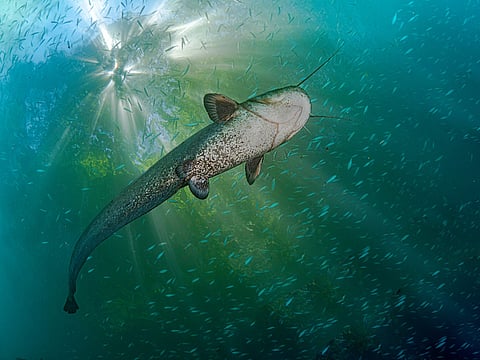 FAO has launched a new plan to support farmed catfish in Nigeria. Photo: Adobe Stock.