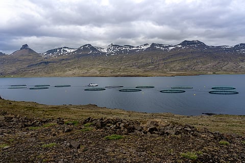 Aquaculture fish farm in Berufjörður Fjord, Iceland. Photo: Adobe Stock.