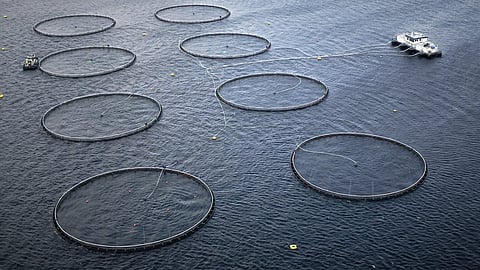 Aerial views of Norcod facilities. Photo by: Norcod.