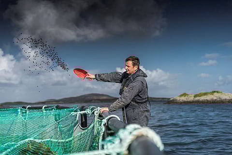 A Loch Duart Salmon farmer feeding fish with BioMar Blue Impact feed. Photo: BioMar / Loch Duart Salmon.