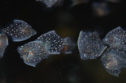 The 'Aquaculture 4.0' project developed by the Aquaculture Cluster Technology Center applies vision technologies and AI to improve the production chain of individuals in aquaculture facilities. Photo: Centro Tecnológico del Clúster de la Acuicultura (CETGA).